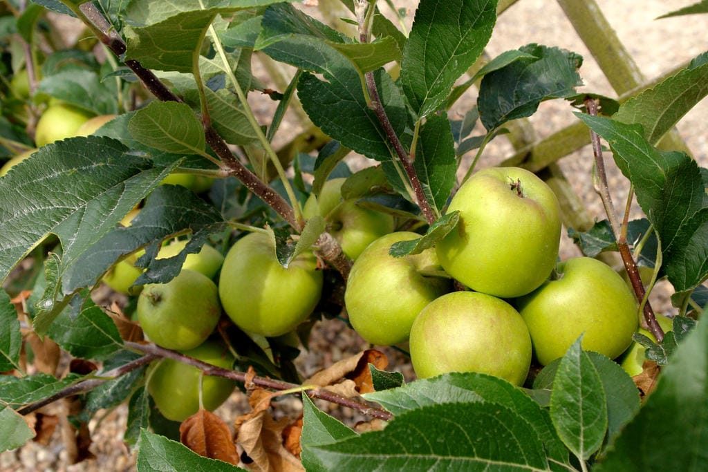 Benéficos da maçã para a Saúde