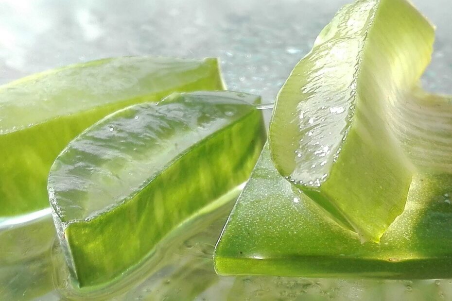 Aloe Vera: uma planta com inúmeros benefícios para a saúde em Corpo Aloe Vera: uma planta com inúmeros benefícios para a saúde