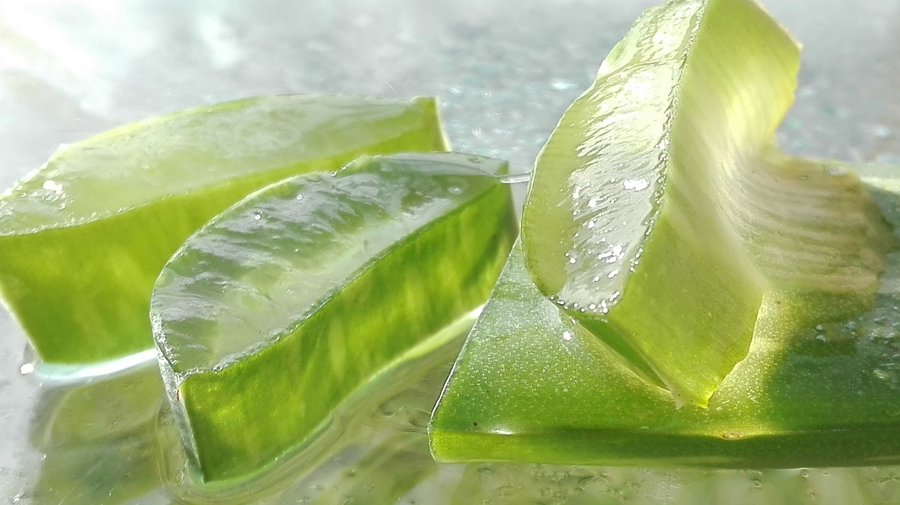 Aloe Vera: uma planta com inúmeros benefícios para a saúde