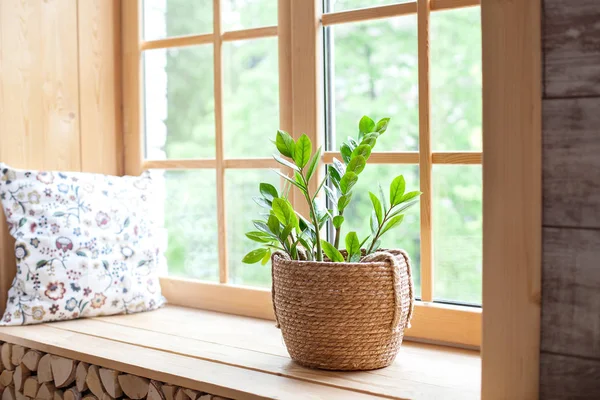 Zamioculcas