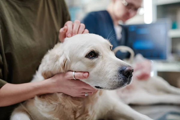 Terapia assistida por animais: um caminho para o bem-estar