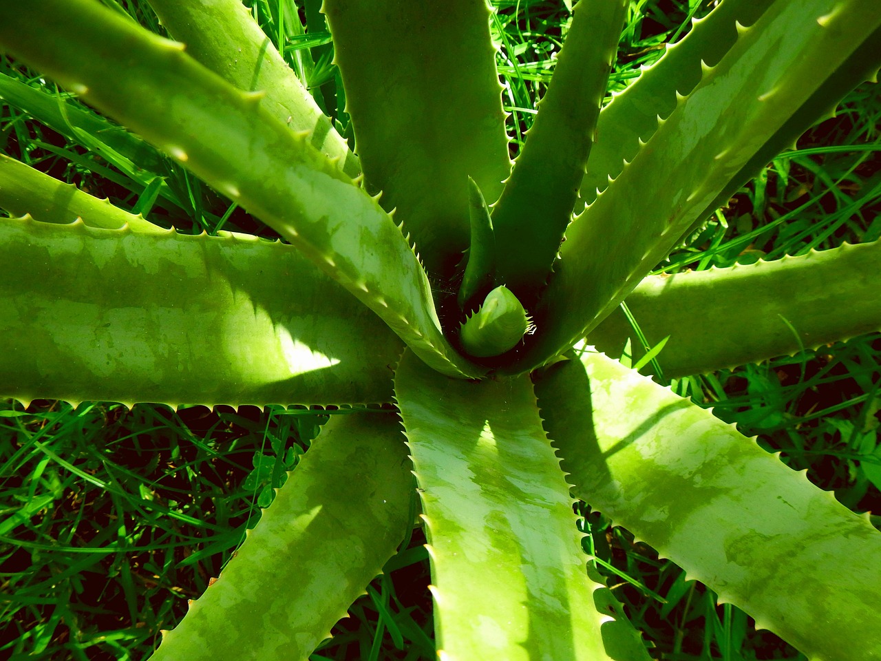 Aloe Vera: Dicas naturais para cuidar da pele e dos cabelos em Beleza & Estética aloe vera, babosa, cuidados naturais