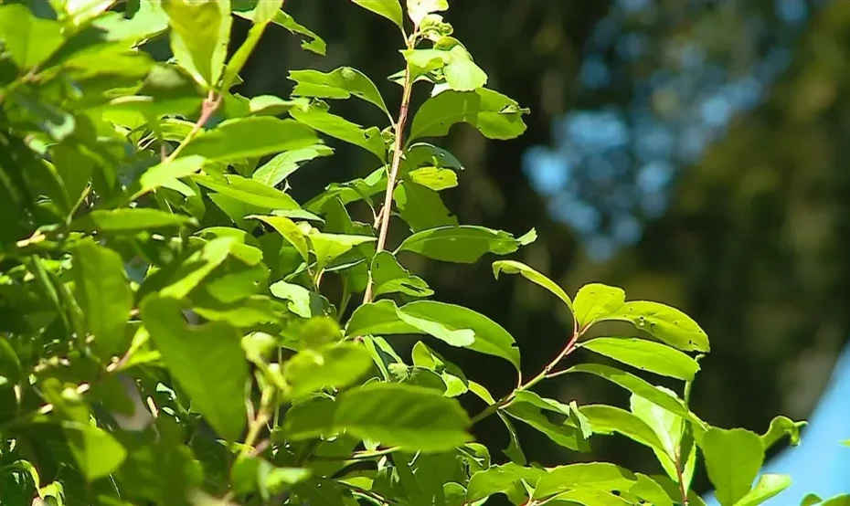 Erva-Mate Energia: Antioxidantes Poderosos e Naturais em Plantas & Vitaminas Erva-Mate Energia: Antioxidantes Poderosos e Naturais
